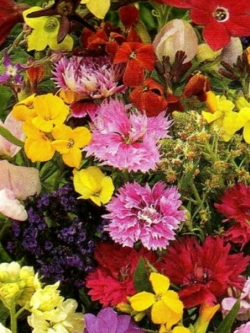 ชุดรวมไม้ดอกกระถาง ยูเครน (UKN-1) / 200 เม็ด (1 กรัม)