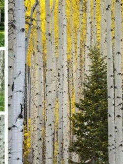 ไวท์เบิร์ช / ซิลเวอร์ เบิร์ช (White / Silver Birch) / 50 เม็ด (China)