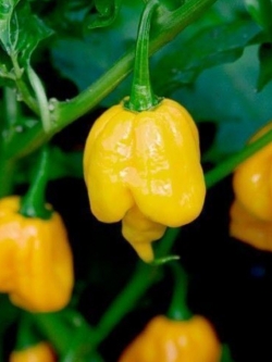 พริก Trinidad Scorpion Butch เหลือง / 15 เม็ด (USA)