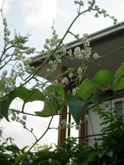 พวงชมพู สีขาว / 10 เม็ด (ไทย)