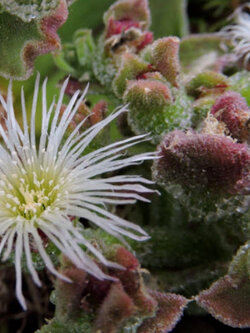 คอมม่อน ไอซ์แพล้นท์ (Common Iceplant) / 500 เม็ด (Spain)*