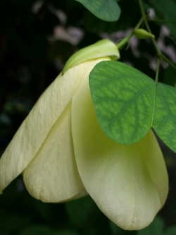 โยทะกา หรือชงโคเหลือง / 10 เม็ด