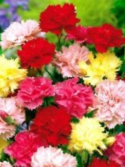คาร์เนชั่น (Carnation) คละ / 550 เม็ด (UK)