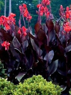 พุทธรักษา (Canna - Tropical Bronze Scarlet) / 5 เม็ด (UK)