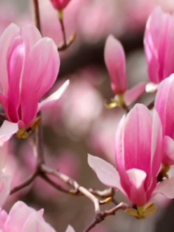 แม็กโนเลีย (Magnolia) สีชมพู / 5 เม็ด (Japan)