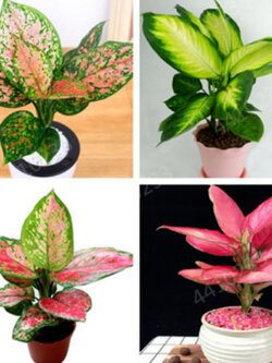 สาวน้อยประแป้ง (Dieffenbachia) คละ / 50 เม็ด