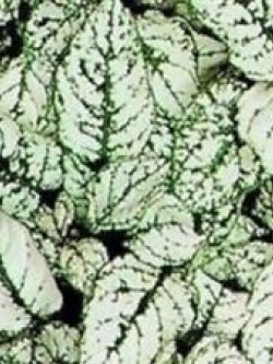 ละอองดาว หรือไฮโพเอสเตท - สแปลช ซีเล็ค (Hypoestes - Splash Select) สีขาว / 10 เม็ด (UK)