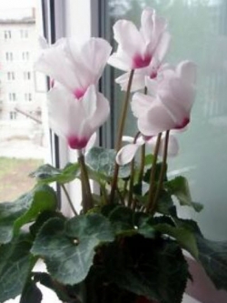 ไซคลาเมน (Cyclamen persicum grandiflora - Anneli F1) สีขาว-ชมพู / 5 เม็ด (Ukraine)