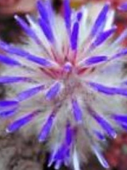 หญ้าหางหมาจิ้งจอก สีม่วงเข้ม / 100 เม็ด