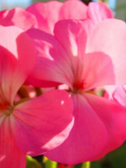 เจอราเนียม (F2 Geranium) สีชมพู / 10 เม็ด (UK)