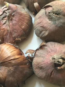 หัวแกลดิโอลัส (Gladiolus) คละ ขนาดจัมโบ้ /ชุด 5 หัว