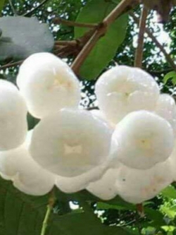 ต้นชมพู่เพชรนางฟ้า สูง 35-50 ซ.ม.