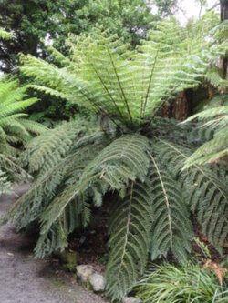 เฟิร์นใบเงิน (Cyathea dealbata) / 500 เม็ด (Germany)