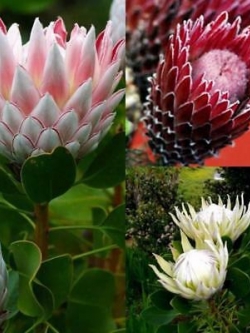 โพรเทีย (Protea) คละ / 10 เม็ด (นอก)