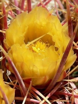 เฟอโรแคคตัส อีสต์วูด (Ferocactus Eastwoodiae) / 25 เม็ด (UK)