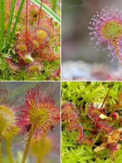 หญ้าไฟตะกาด (Shield Sundew / Drosera Peltata) / 100 เม็ด