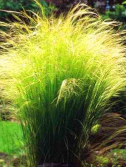 หญ้าขนนก หรือหญ้าขนยุโรป (Feather grass) / 10 เม็ด (UK)
