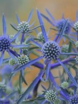 แฟลท ซี ฮอลลี่ (Flat Sea Holly) / 165 เม็ด (Poland)