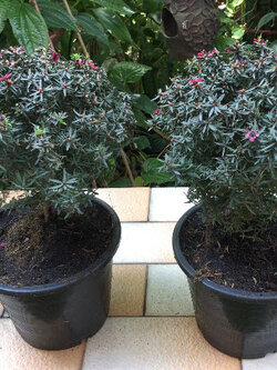 ต้นมานูก้า ดอกสีแดง (Manuka) สูง 30-40 ซ.ม / ต้น.