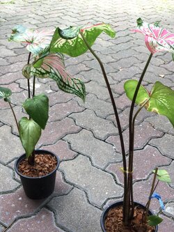 ต้นบอน ฮกหลง กระถาง 8 นิ้ว