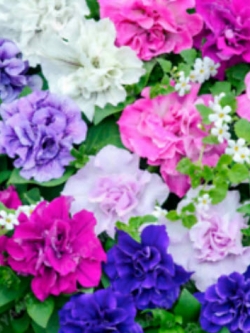 พิทูเนียซ้อน (Petunia) คละ / 100 เม็ด