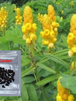 ชุมเห็ดเทศ ส้มเห็ด ขี้คาก ลับหมื่น ซองละ 40 เม็ด พืชสมุนไพรสารพัดประโยชน์