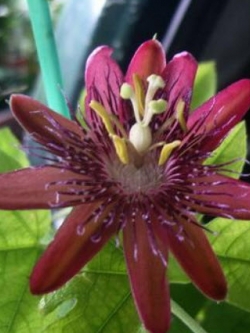 ต้นสร้อยฟ้าฮาวายแดง กระถาง สูง 30-50 ซ.ม./ ต้น