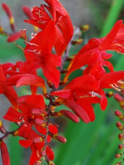 โครคอสเมียร์ ลูซิเฟอร์แดง (Crocosmia - Red Lucifer) / 50 เม็ด (UK)
