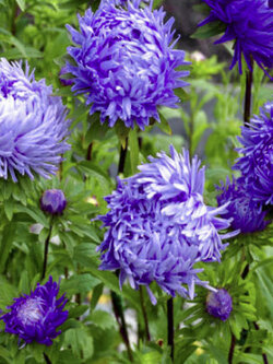 แอสเตอร์ แพฟโลว่า (Aster Pavlova) สีฟ้าเข้ม / 100 เม็ด (UK)