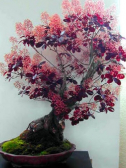 สโม๊ค บุช (Smoke Bush / Cotinus coggygria) บอนไซ / 30 เม็ด (UK)