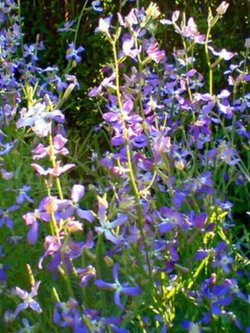 ไนท์ เซนท์ สต็อค (Night Scented Stock) / 10,000 เม็ด (UK)