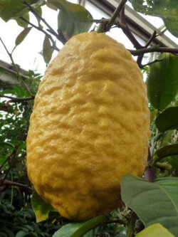 มะนาวอิทร็อก (Etrog / Citrus medica) / 5 เม็ด (Israel)