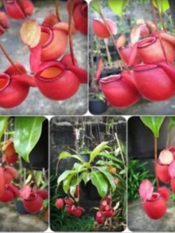 หม้อข้าวฯ แอปเปิ้ล (Apple Nepenthes) / 50 เม็ด (หายาก)