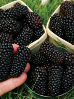 Jumbo Blackberry / 200 เม็ด