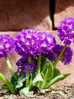 พริมโรส ดรัมสติ๊ค (Primrose Drumstick) คละ / 300 เม็ด (Poland)