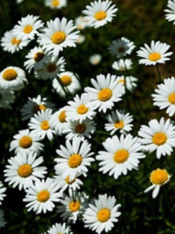 เดซี่ แชสต้า (Shasta Daisy) สีขาว / 2,000 เม็ด