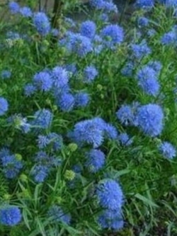 กิเลีย (Gilia) / 100 เม็ด (USA)