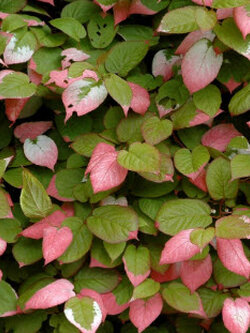 โคโลมิคต้า (Kolomikta) / 20 เม็ด (UK)*