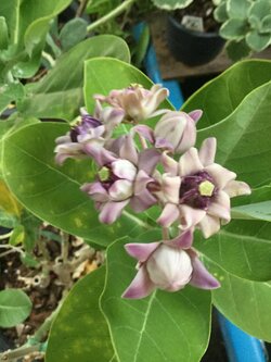 ต้นรัก ดอกซ้อนสีม่วง สูง 50-60 ซม. / ต้น