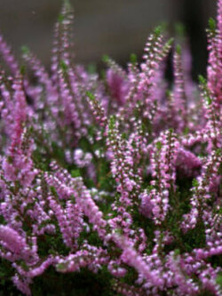 สก็อทเฮเธอร์ (Scot Heather / Calluna) / 20 เม็ด (France)