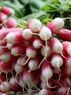 หัวไชเท้าแดง - French Breakfast แพ็คใหญ่ / 5,000 เม็ด (UK)