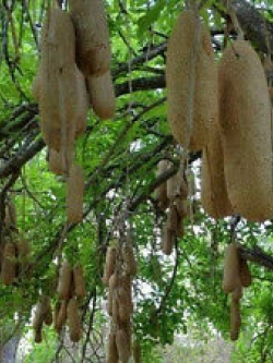 ต้นไส้กรอก หรือหางแกละ (Sausage tree / Kigelia pinnata) / 5 เม็ด (Hungary)