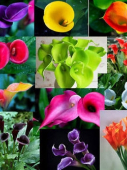 คาลล่า ลิลี่ (Calla Lily) บอนไซ คละ / 100 เม็ด (นอก)