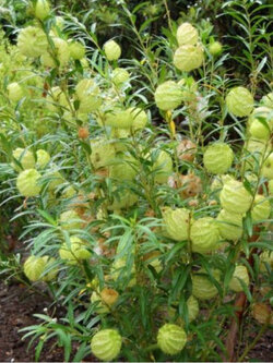 หงส์เหิร / สวอนแพลนท์ หรือ บอลลูน ฟรุต (Balloon fruit) / ซอง 25 เม็ด (Portugal)