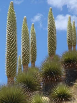 Queen of The Andes หรือ Puya raimondii / 5 เม็ด (Portugal)
