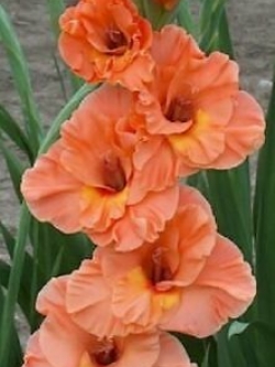 แกลดิโอลัส (Gladiolus) สีส้ม ดอกใหญ่ / 100 เม็ด