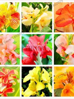 พุทธรักษา (Canna Lily) คละสี / 10 เม็ด (ไทย)