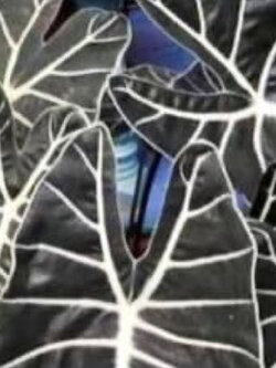 ต้นบอนดำสตูล กระถาง 8 นิ้ว