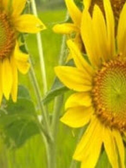 ทานตะวันช่อ หรือทานตะวันพวง / 50 เม็ด (P2S)