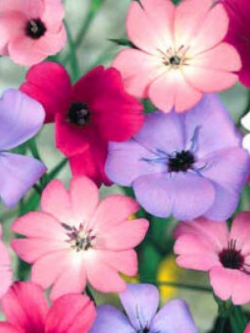 วิสคาเรีย (Viscaria oculata) คละ / 1,000 เม็ด (UK)